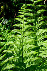 Image showing Fern