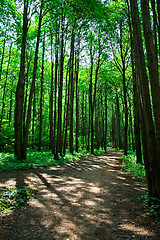 Image showing green forest