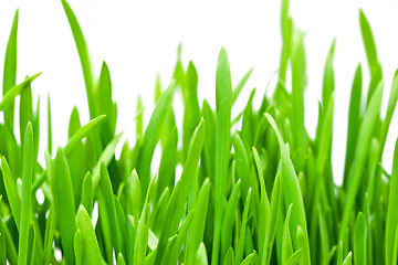 Image showing Spring grass close up