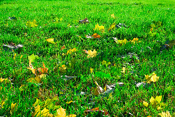 Image showing Fresh green lawn