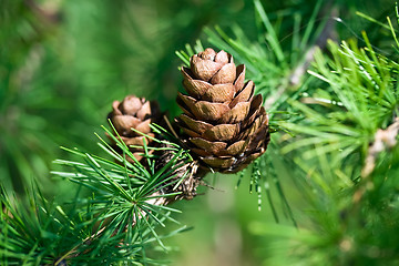 Image showing Cones