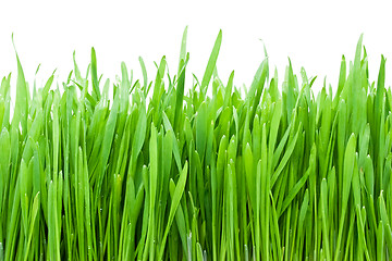 Image showing Fresh green grass