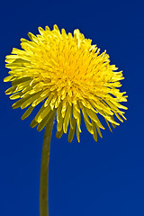 Image showing Dandelion