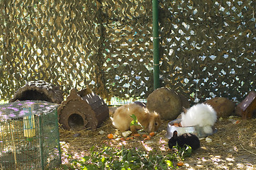 Image showing Rabbits resting