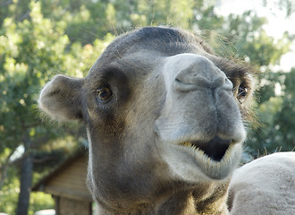 Image showing Camel portrait