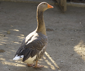 Image showing wild goose