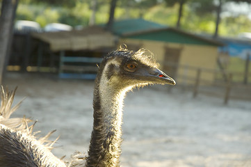 Image showing ostrich head
