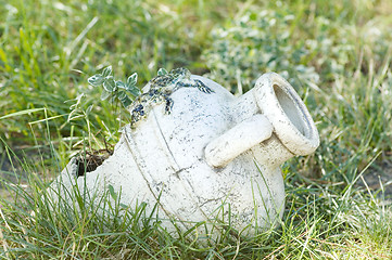 Image showing Amphora with flowers