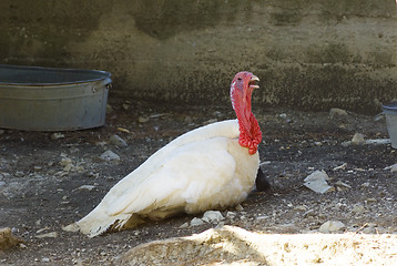 Image showing turkey with cock