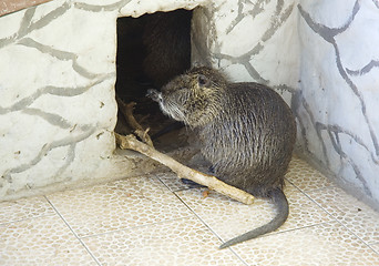 Image showing Capybara