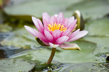 Image showing The Lotus Blossom