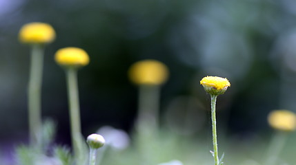 Image showing chamomile