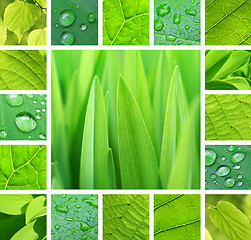 Image showing Green collage