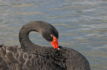 Image showing Black swan