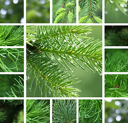 Image showing Coniferous tree with rain droplets collage