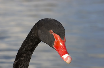 Image showing Black swan