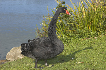 Image showing Black swan