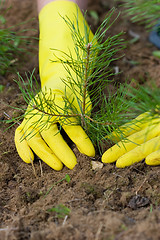 Image showing Pine-tree plant