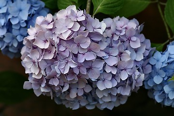 Image showing Hydrangea