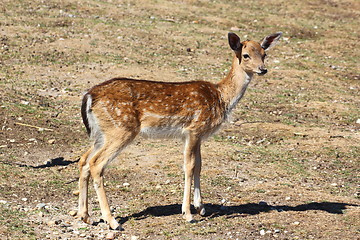 Image showing fallow deer fawn