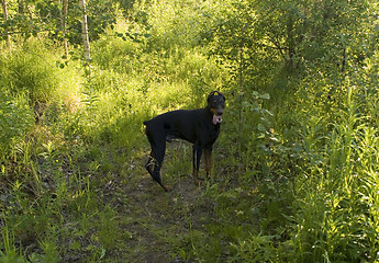 Image showing Doberman in the forest