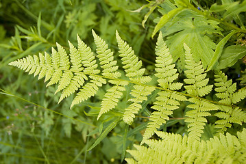 Image showing Leaf of green fern