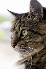 Image showing Face of siberian cat