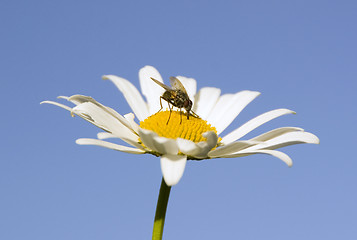 Image showing Blue sky and fly on flower