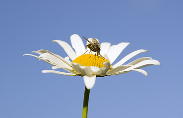 Image showing Fly on chamomile