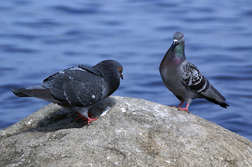 Image showing Courting male dove 