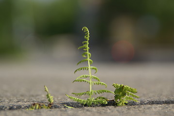 Image showing Small plant of fern