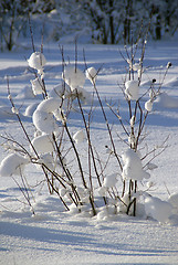 Image showing Branches of bush under snow. 