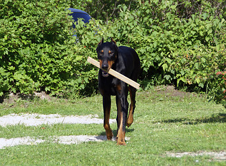 Image showing Smart doberman with a stick in it's jaws
