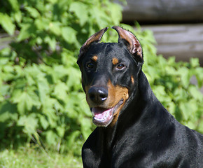 Image showing Starring doberman