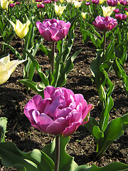 Image showing Purple And White Tulips