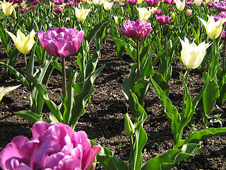 Image showing Purple And White Tulips