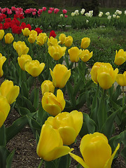 Image showing Springtime Flowers