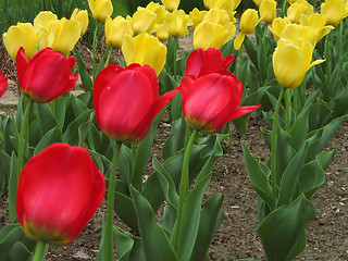 Image showing Red And Yellow Tulips