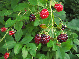 Image showing Blackberries Are Delicious!