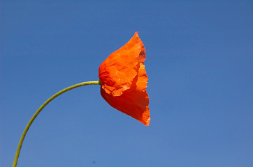 Image showing Long headed poppy 2, 