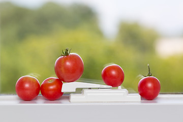 Image showing Row of tomatoes on window sill