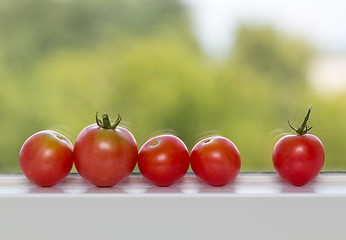 Image showing Row of tomatoes on window sill