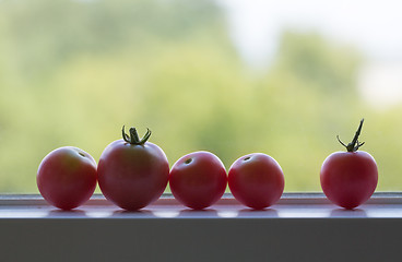 Image showing Row of tomatoes on window sill