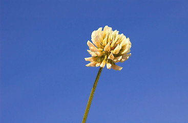 Image showing White Clover, trifloium repens