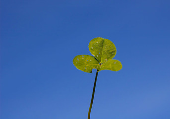 Image showing white clover leaves