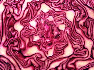 Image showing Red Cabbage