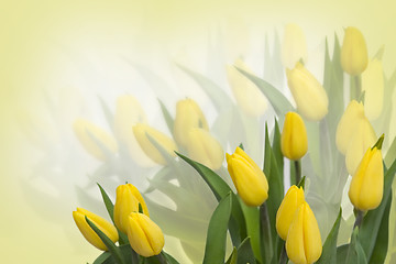 Image showing Yellow tulips