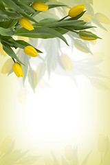 Image showing Yellow tulips