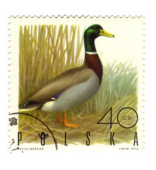 Image showing POLAND - CIRCA 1970: a stamp printed in Poland, shows duck, circ