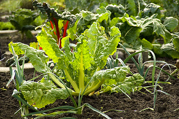 Image showing Swiss chard 01